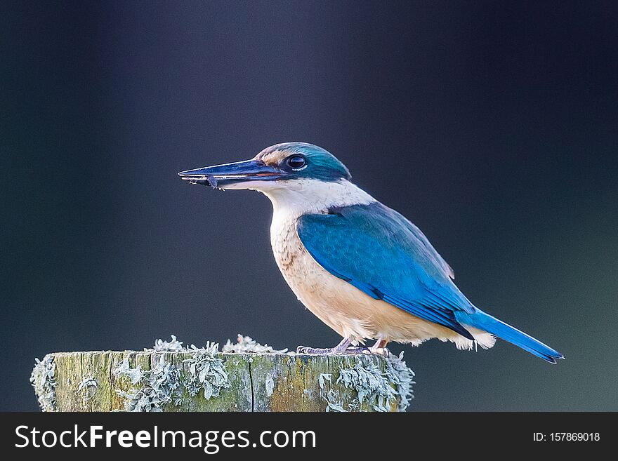 Medium sized kingfisher of open and wood lands with a range of plumage from blue to green. Medium sized kingfisher of open and wood lands with a range of plumage from blue to green.