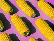 Peeled And Boiled Corn Heads Pattern. Isometric View On A Pink Background. Healthy Food Concept Stock Photos