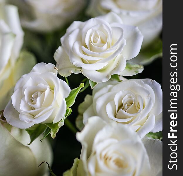 Variety of white roses in  beautiful bouquet. Variety of white roses in  beautiful bouquet