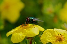 Green Fly On Yellow Flower Royalty Free Stock Photo Green Fly On Yellow Flower Royalty Free Stock Photo