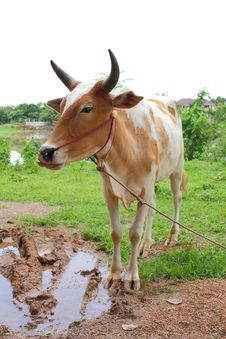 Ox In Countryside Stock Images Ox In Countryside Stock Images
