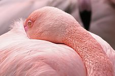 American Flamingo Stock Photography American Flamingo Stock Photography