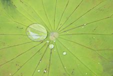 Green Lotus Leaf With Water Drop As Background Stock Photo Green Lotus Leaf With Water Drop As Background Stock Photo