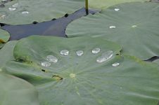 Lotus Flower Leaf With Water Drops Stock Photo