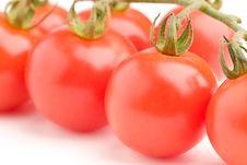 Fresh Tomatoes On Vine Royalty Free Stock Photography