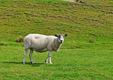 Inquisitive Sheep Stock Images Inquisitive Sheep Stock Images
