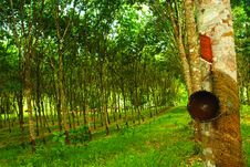 Rubber Plantation In Thailand Stock Photography Rubber Plantation In Thailand Stock Photography