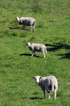 Sheep In Field Above Hardangerfjord, Norway Stock Images Sheep In Field Above Hardangerfjord, Norway Stock Images