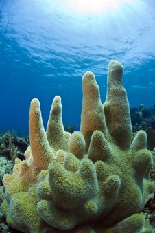 Underwater Coral Reef Pillar Coral Stock Images