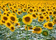 Sunflowers Royalty Free Stock Photography Sunflowers Royalty Free Stock Photography