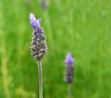 Lavender Close Up Royalty Free Stock Photo