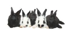 Five Black&white Baby Rabbits Royalty Free Stock Photography
