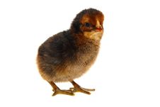 Little Newborn Baby Rooster Royalty Free Stock Images