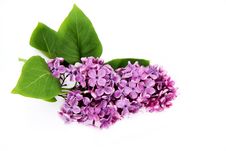 Lilac Stock Images