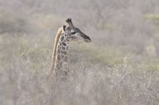 Giraffe In The Bush Stock Photos Giraffe In The Bush Stock Photos