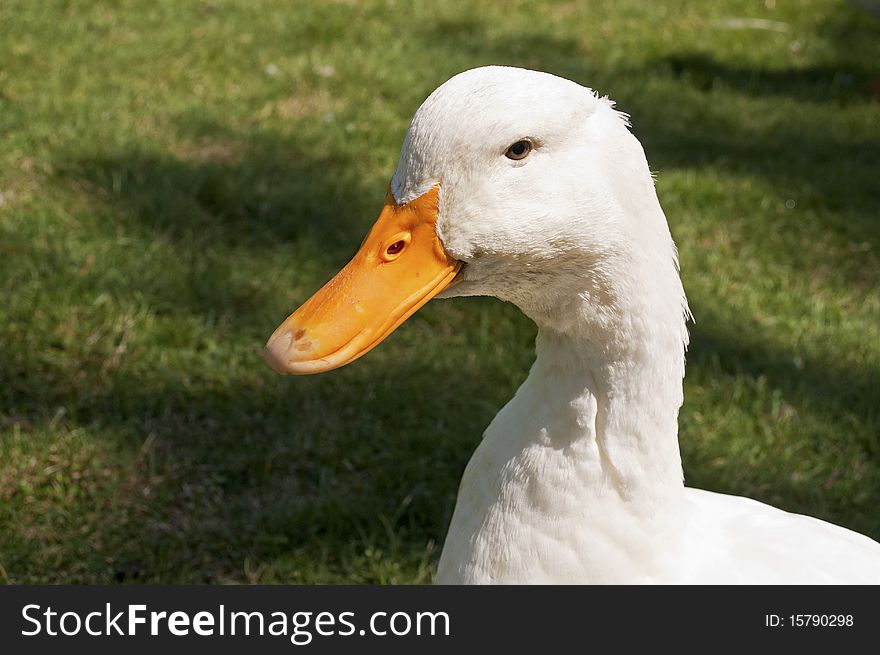 Head of a white duck in Eastern Canada