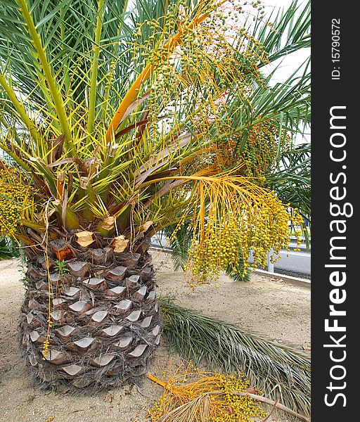 Palm tree with fruits