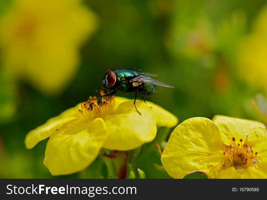 Green fly on yellow flower