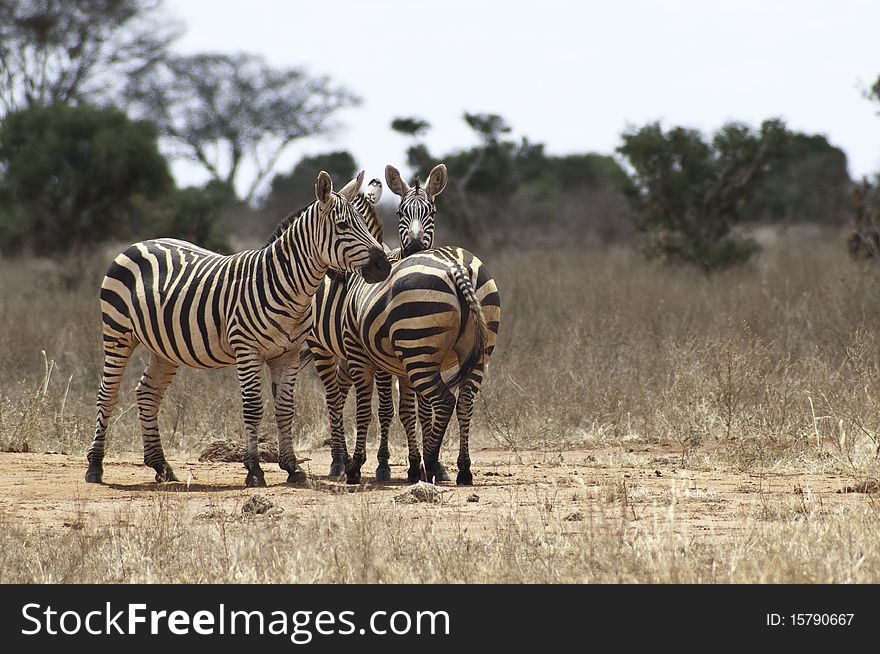 Three zebras on the savannah