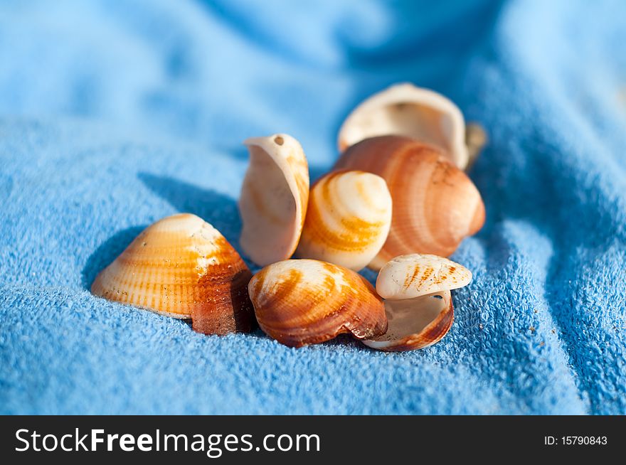 Shells on the 'beach towels in summer. Shells on the 'beach towels in summer