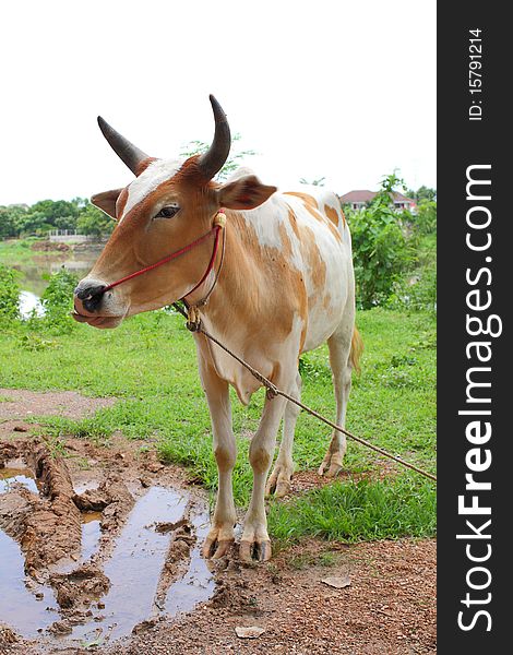 Ox in countryside in west of Thailand.