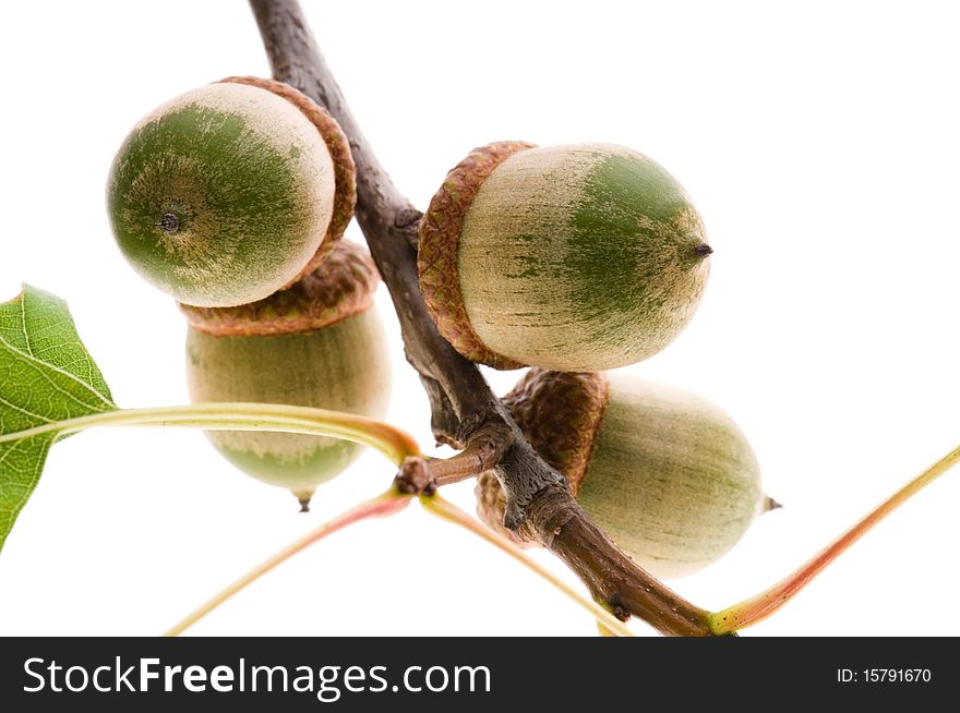 Acorn branch isolated on the white background. Acorn branch isolated on the white background