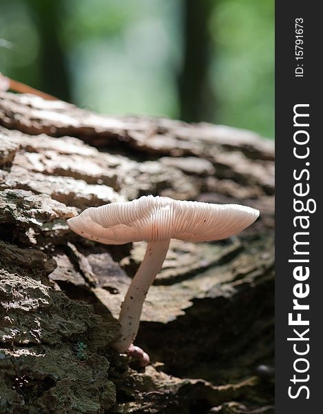 Mushroom in Forest in Galena, Maryland. Mushroom in Forest in Galena, Maryland