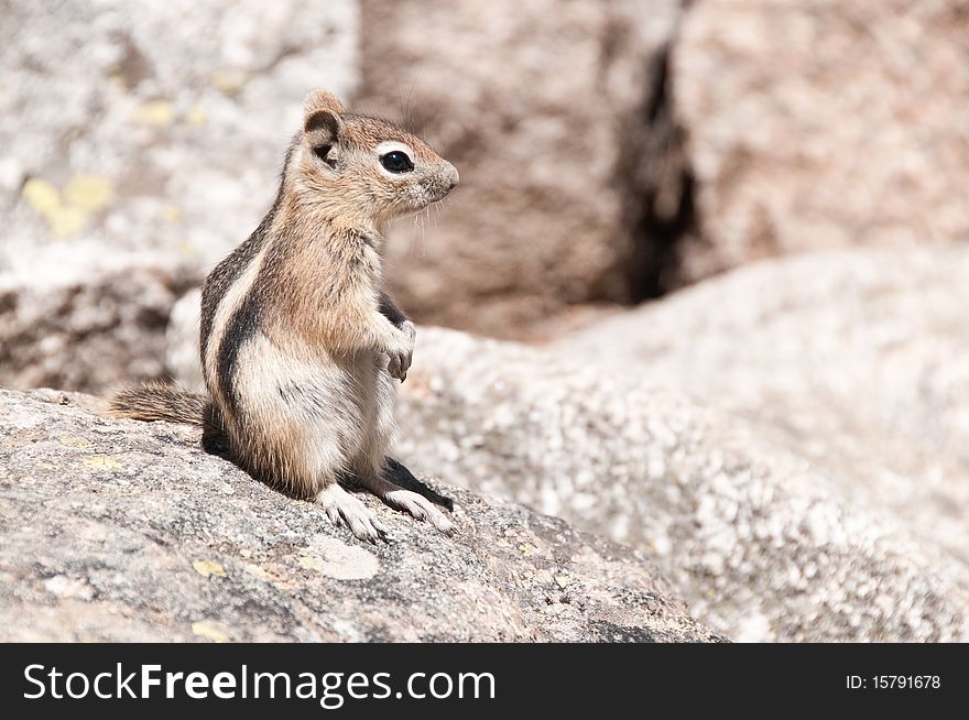 Chipmunk on the Alberta Falls Trail in Rocky Mountain National Park. Chipmunk on the Alberta Falls Trail in Rocky Mountain National Park