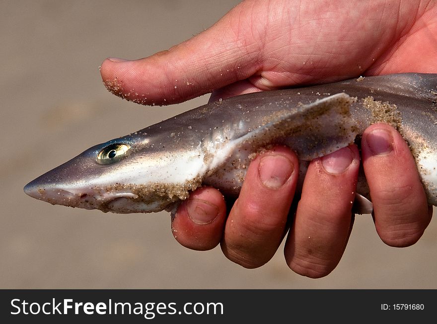 Spiney Dogfish Shark at Broadkill Beach, Delaware. Spiney Dogfish Shark at Broadkill Beach, Delaware