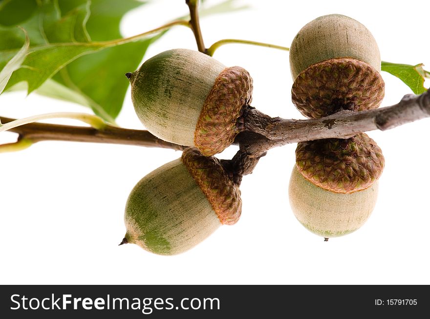 Acorn branch isolated on the white background. Acorn branch isolated on the white background