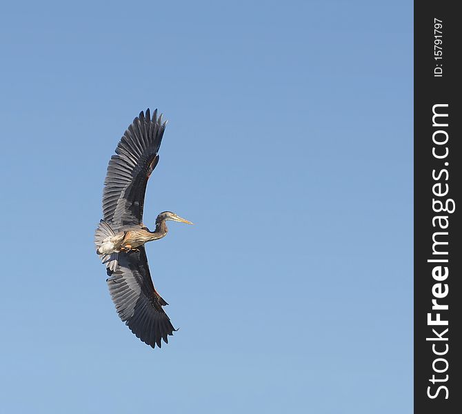 Great blue heron in flight