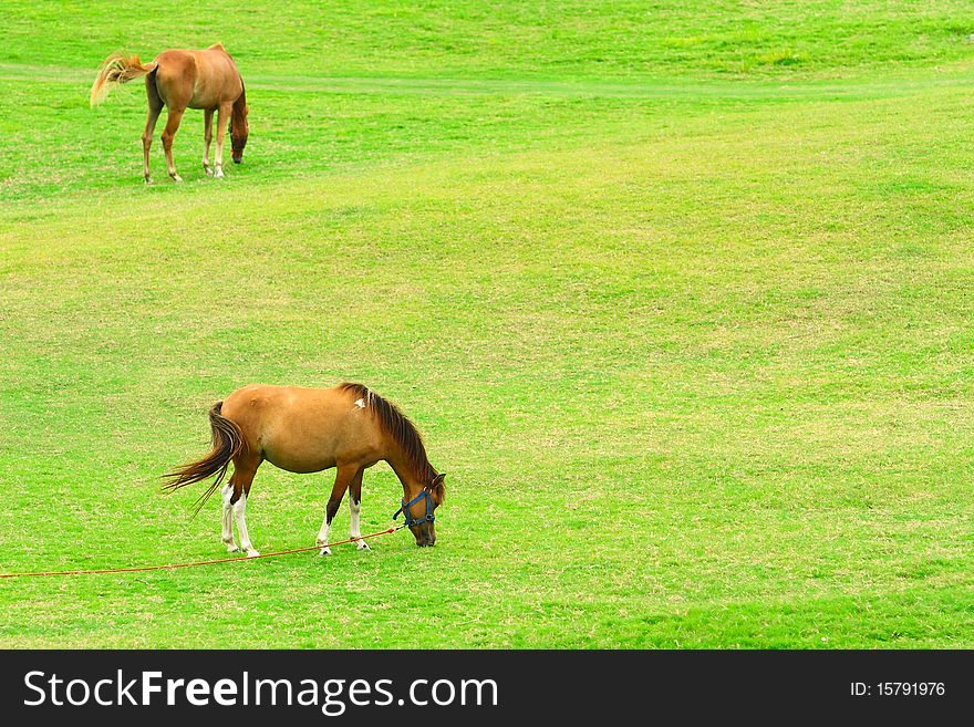 Horse in farm are eating grass