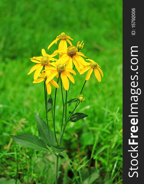 Yellow flowers in the garden. Yellow flowers in the garden