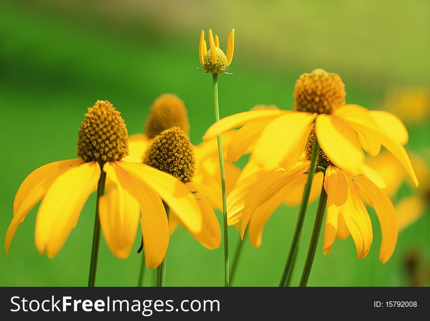 Yellow flowers in the garden. Yellow flowers in the garden