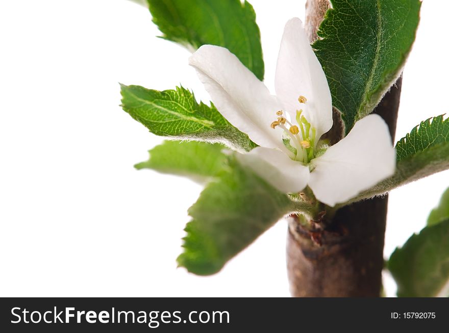 Tree branch with leaves and flower isolated on the white background. Tree branch with leaves and flower isolated on the white background
