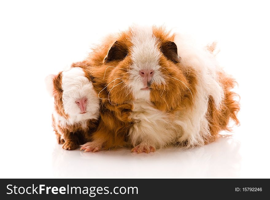 Guinea pigs isolated on the white background. texel. Guinea pigs isolated on the white background. texel