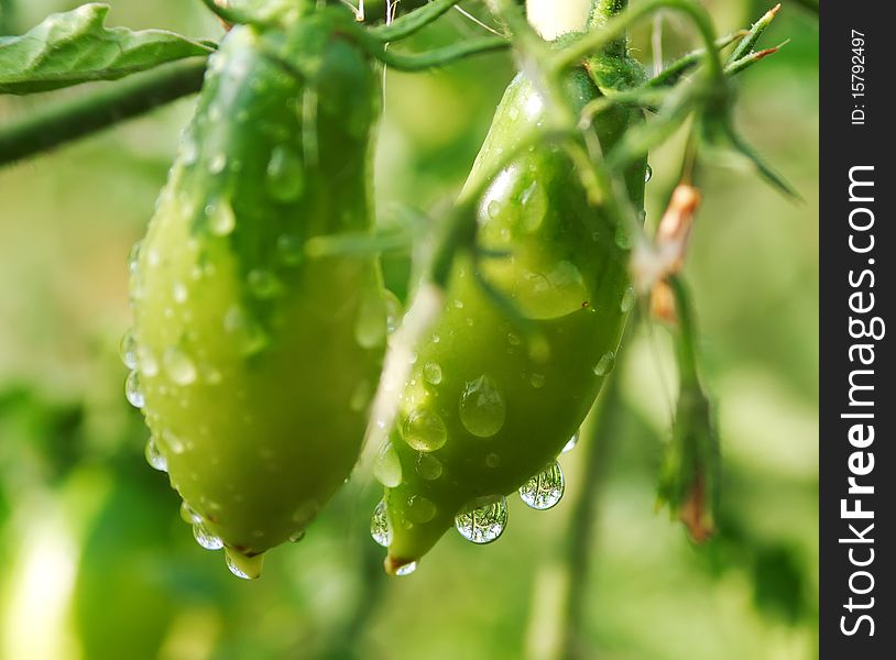 Wet tomatoes on the vine. Drops with a beautiful reflection.