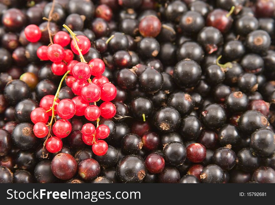 Red And Black Currant Closeup