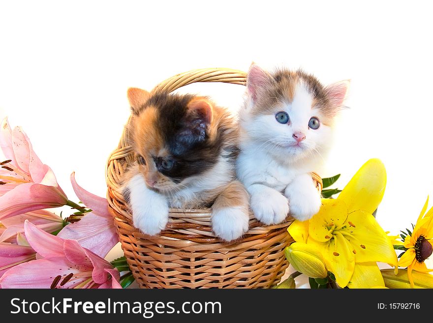 Little kittens in a basket and flowers isolated on a white background