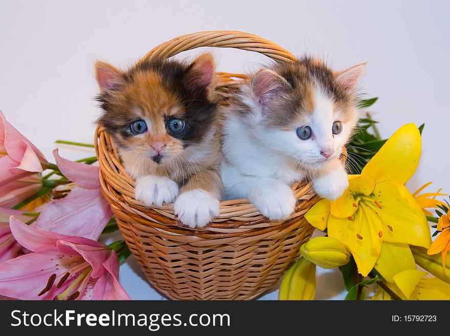 Little kittens in a basket and flowers on a white background