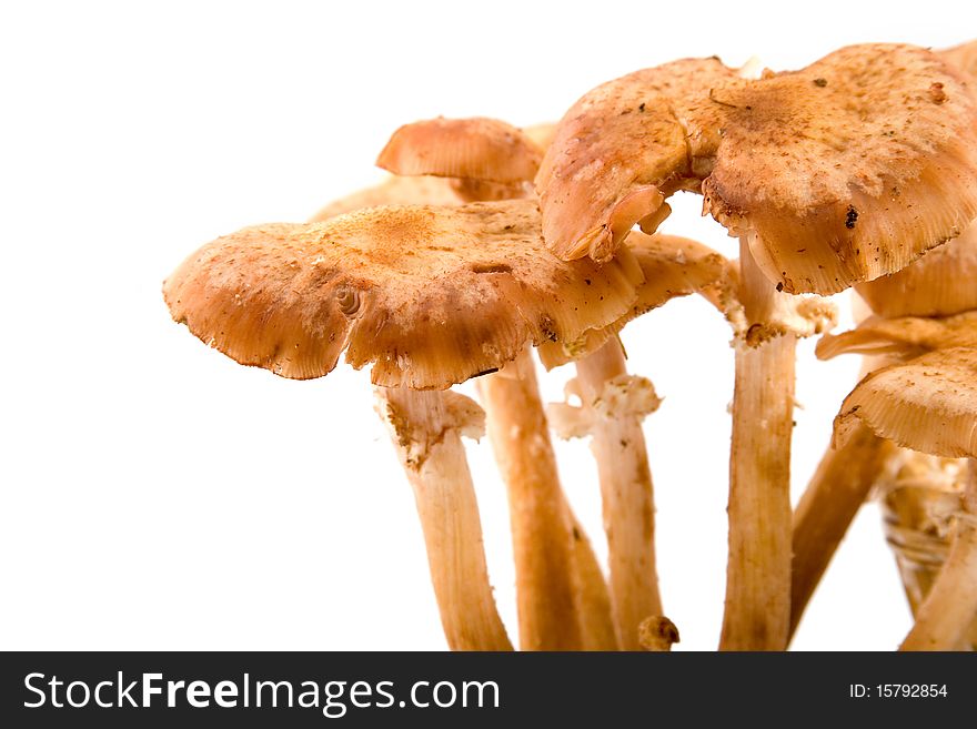 Mushrooms  isolated on a white background