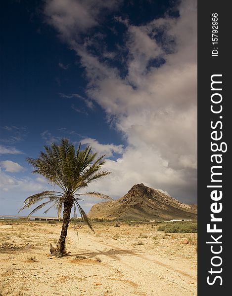 An isolated coconut palm on a beach in the Socotra with mountains on the backgrounds. An isolated coconut palm on a beach in the Socotra with mountains on the backgrounds