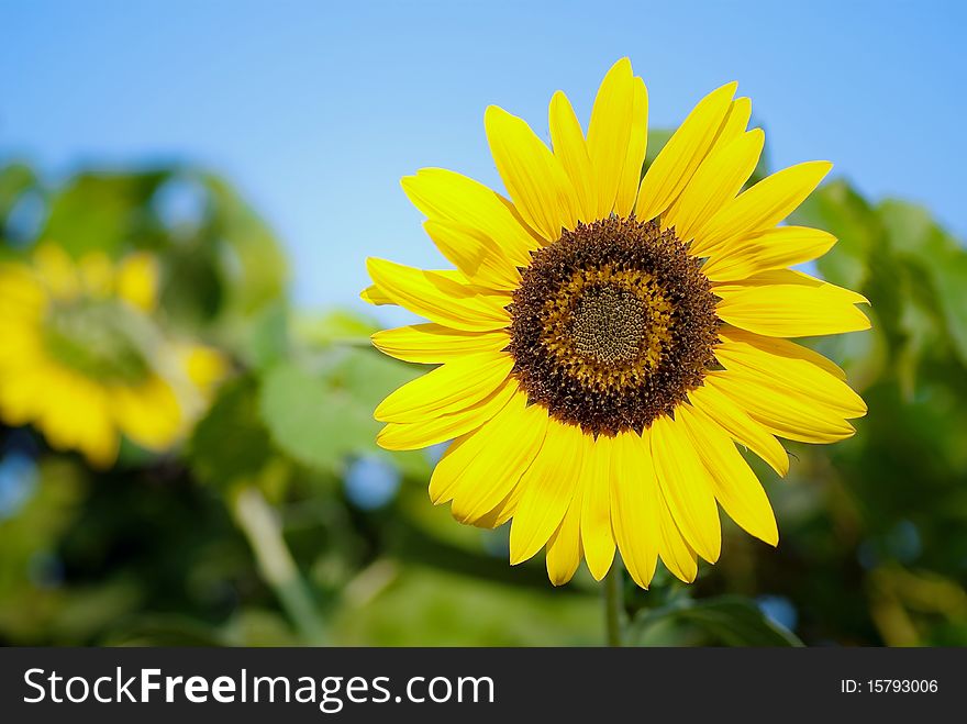 Sunflowers in a sunny green field