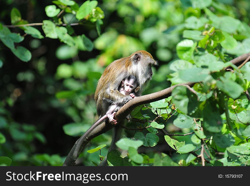 Monkey with baby sitting on a branch