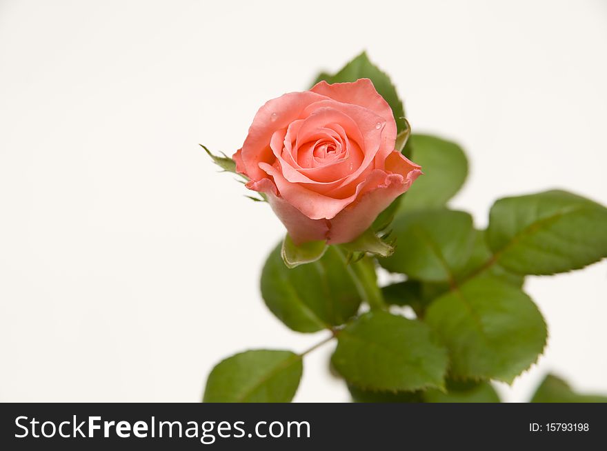 The Single Pink Rose
