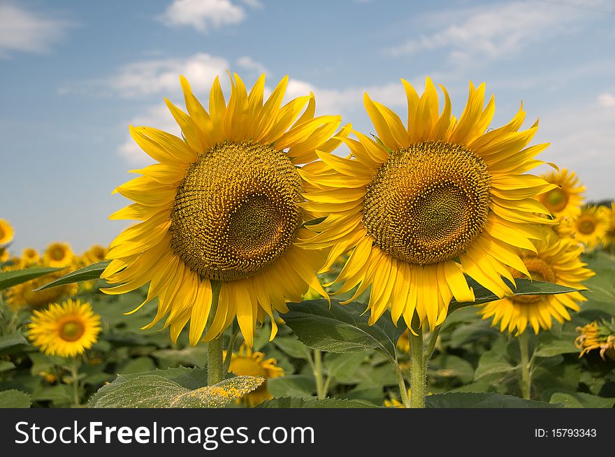 Sunflowers on a background of blue sky