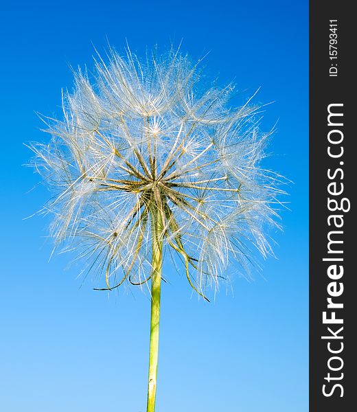 Dandelion closeup on blue sky background. Dandelion closeup on blue sky background.