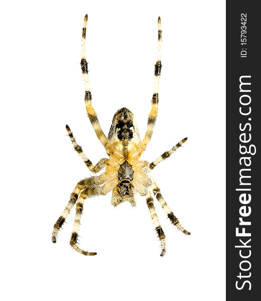 Closeup spider isolated on white background. Closeup spider isolated on white background.