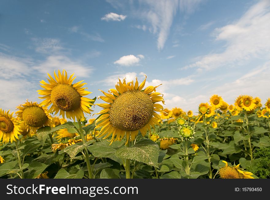 Sunflowers on a background of blue sky