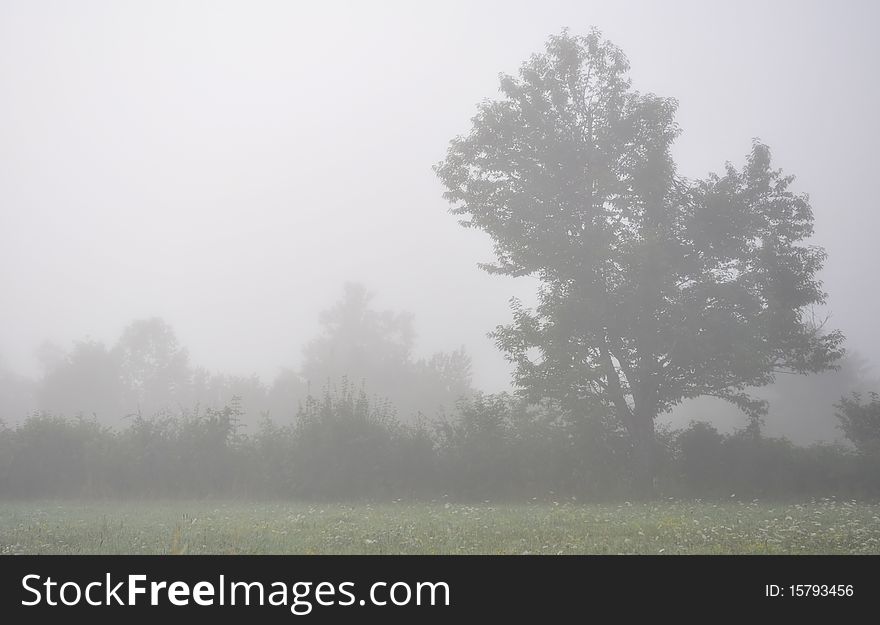 Solitary tree in morning forest fog, horizontal photo. Solitary tree in morning forest fog, horizontal photo